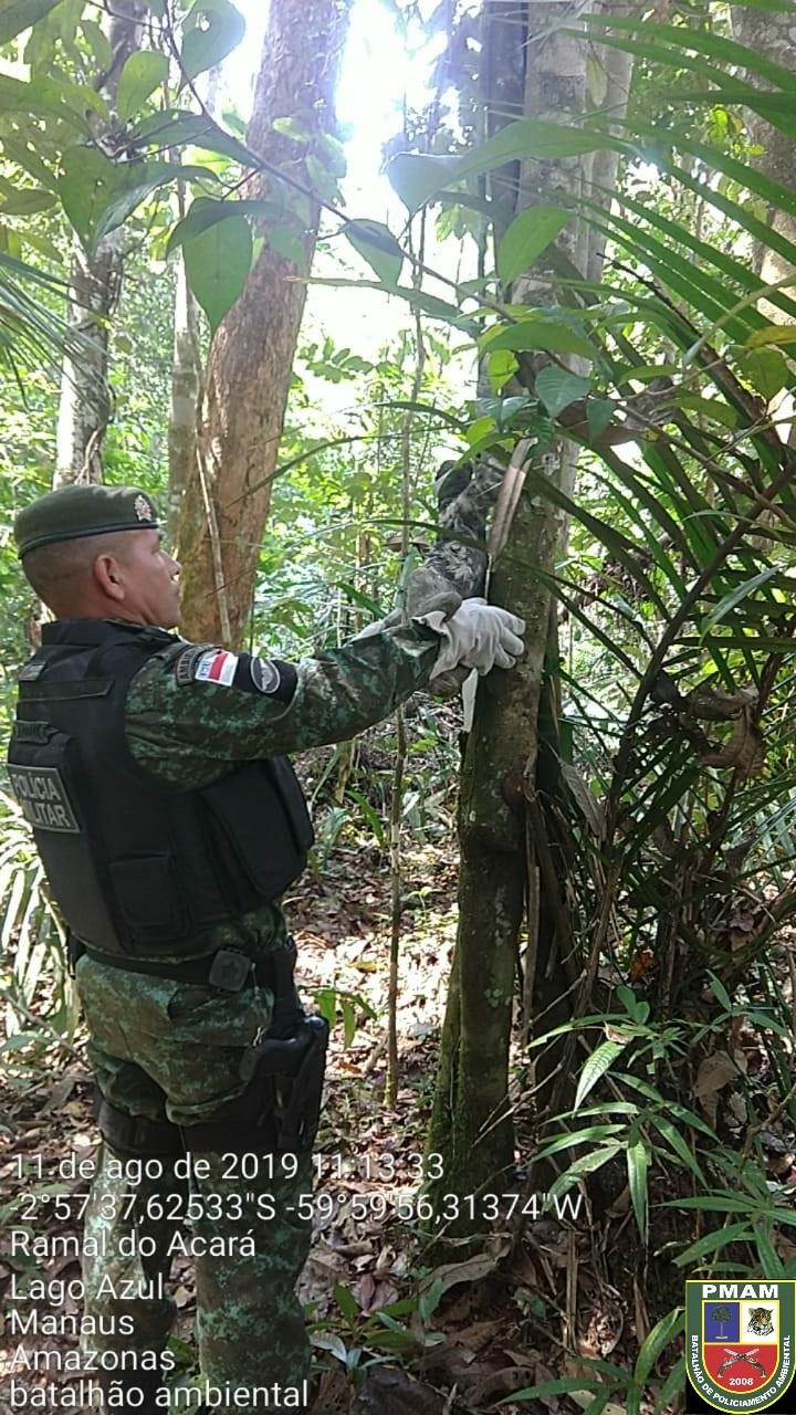 Batalhão Ambiental resgata bicho-preguiça na Avenida das Flores Batalhão Ambiental resgata bicho-preguiça na Avenida das Flores