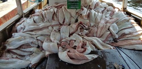 Batalhão Ambiental da PM apreende quatro toneladas de pirarucu ilegal