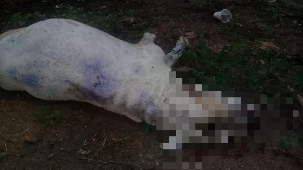 Em Parintins, homem tem a casa furtada e a cadela morta por criminosos