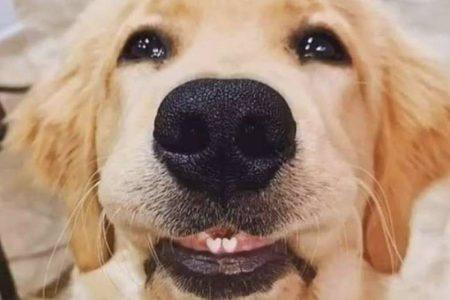 Cãozinho com dentes em formato de coração conquista a web