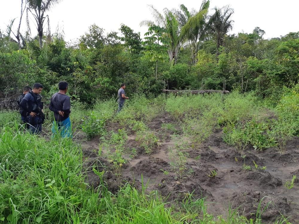 PM encontra plantação com quase 300 pés de maconha em Maués