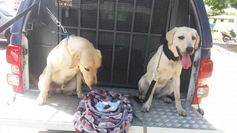 Cães do 11°BPM encontram bolsa abandonada com maconha no Porto de Parintins