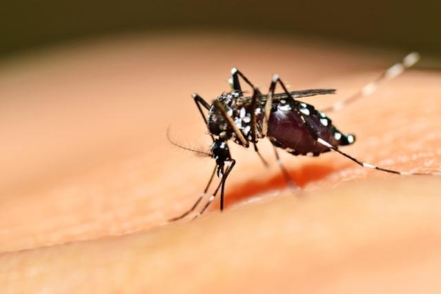 Governo alerta para surto de dengue no país