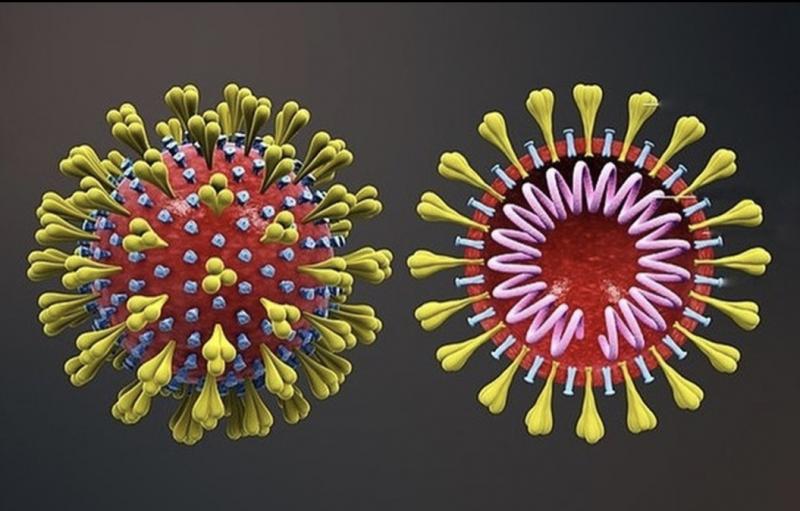 Anticorpo que neutraliza o novo coronavírus é identificado por cientistas