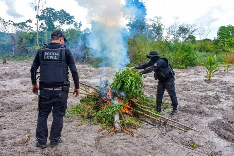 Polícia Civil destrói mais de 200 toneladas de maconha durante operação no Pará