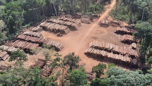 PF encontra mais de 43 mil toras de madeira irregular no Pará e realiza maior apreensão do Brasil
