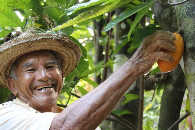 Governo do Amazonas anuncia projeto de beneficiamento de amêndoa e polpa de cacau