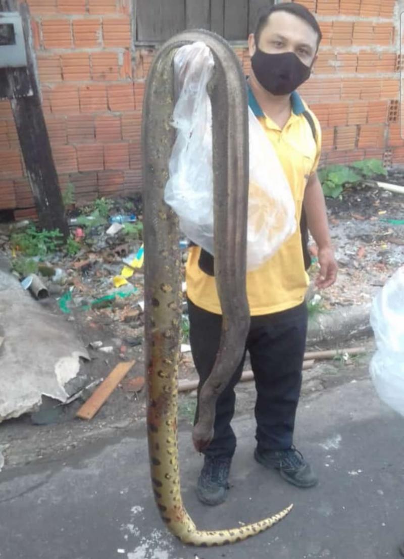 Em Parintins, cobra é encontrada perto de lixeira de Supermercado 