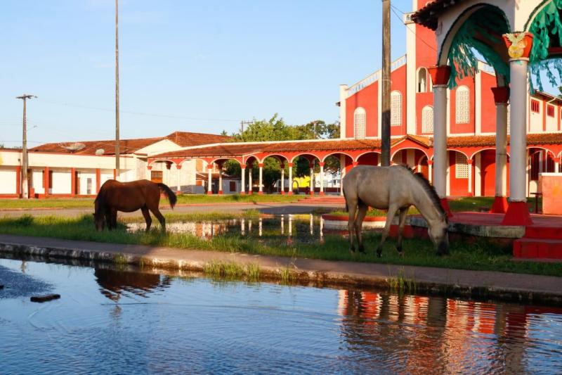 Em Barreirinha, animais serão retirados das ruas e proprietários vão ser autuados