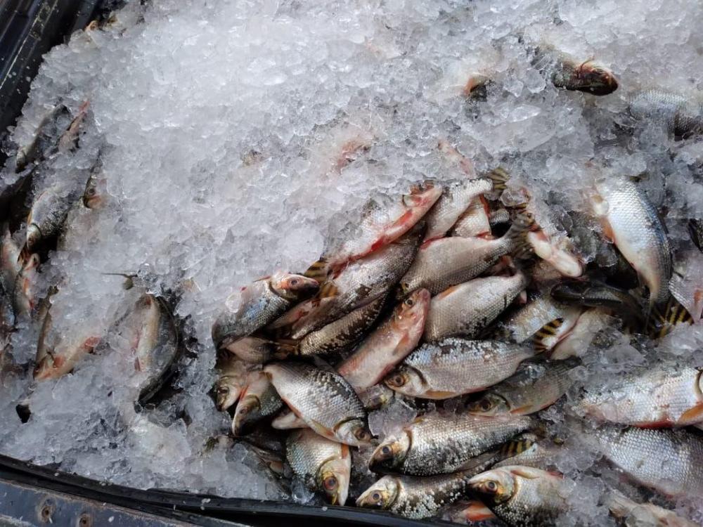 Governo do Estado distribui 2 toneladas de pescado em comunidade de Manacapuru, em ação do programa ADS Solidária