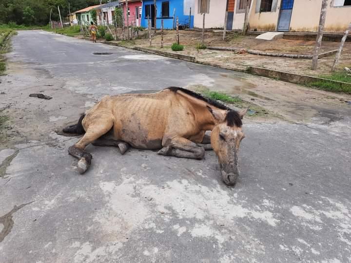 Em Parintins, cavalo abandonado em via pública é resgatado em estado grave de saúde 