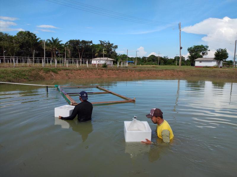 Barreirinha recebe 100 mil tambaquis em desenvolvimento inicial para fortalecer piscicultura