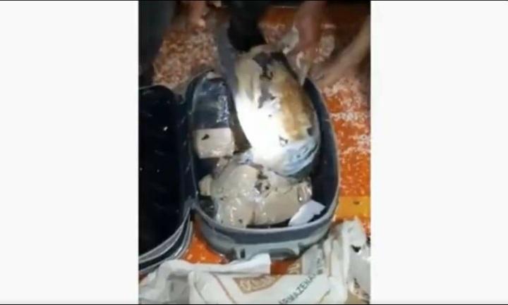 43 quelônios enrolados em fita adesiva e escondidos em malas são resgatados no interior do Amazonas 