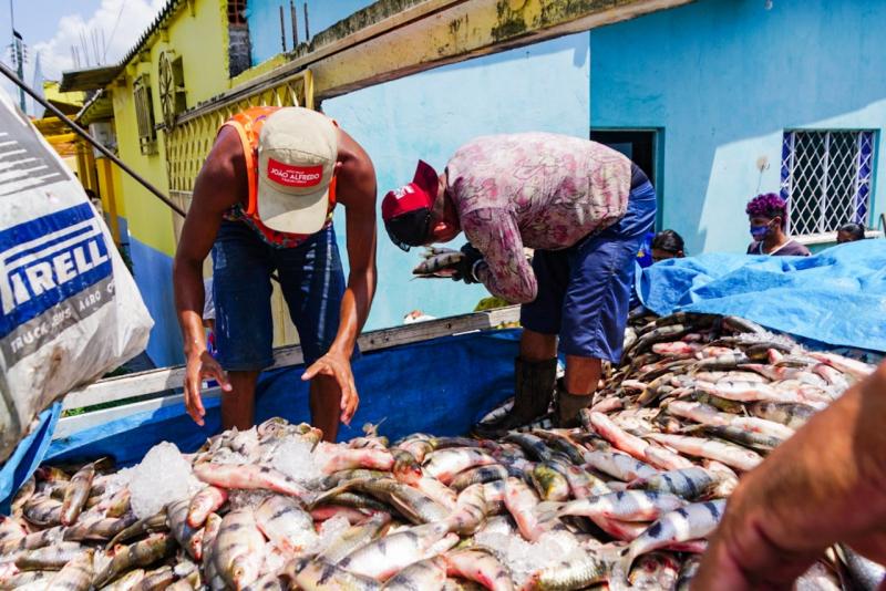 Prefeitura de Parintins distribui pescado a famílias de baixa renda do município 