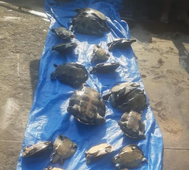 22 quelônios são apreendidos em embarcação no interior do Amazonas 