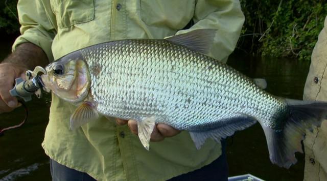 Amazonas é o maior produtor de matrinxã do país, segundo IBGE