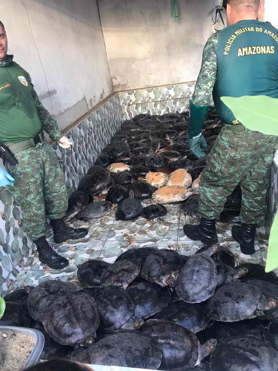 134 quelônios ilegais são apreendidos pela Polícia Militar, em bairro de Manaus 