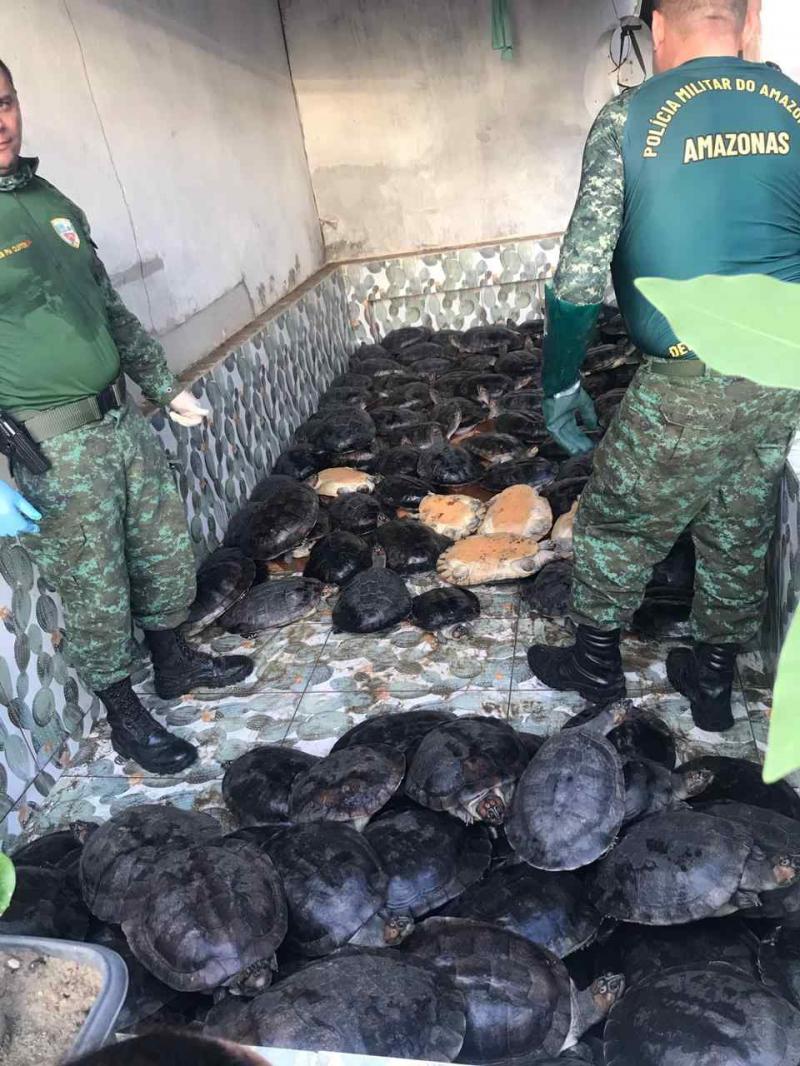 134 quelônios ilegais são apreendidos pela Polícia Militar, em bairro de Manaus 