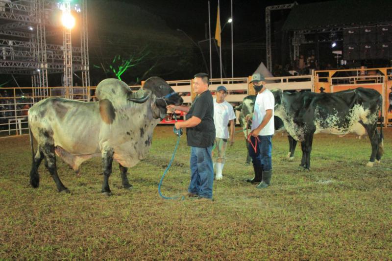 Parintins tem bovinos de alto padrão genético na pecuária de leite e de corte