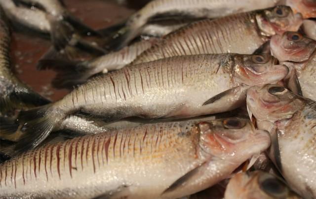 Amazonas registra cinco novos casos suspeitos de 'doença da urina preta' nos últimos 14 dias