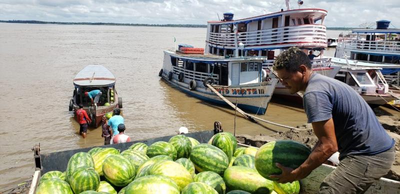 Parintins produz mais de 73 toneladas de melancia, com Boto e Murituba na liderança