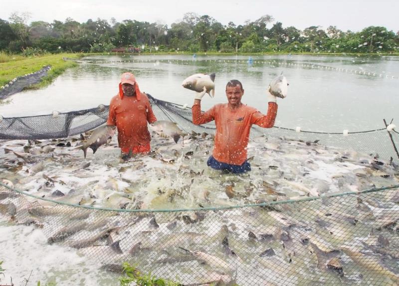 Governo do Estado já entregou mais de 3,7 milhões de alevinos a piscicultores do Amazonas, desde 2019