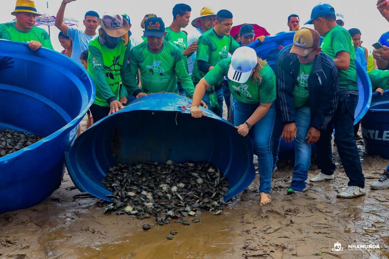 Mais de 50 mil filhotes de quelônios são devolvidos à natureza em Nhamundá