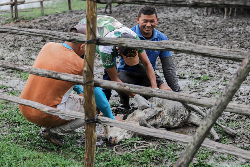 Prefeitura de Nhamundá realiza vacinação de bovinos contra a brucelose