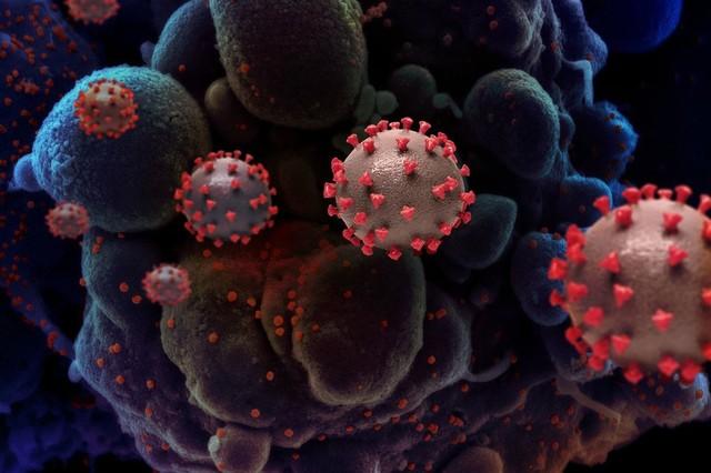 Estudo preliminar identifica 'deltacron', recombinação de variantes delta e ômicron; cientistas e OMS monitoram