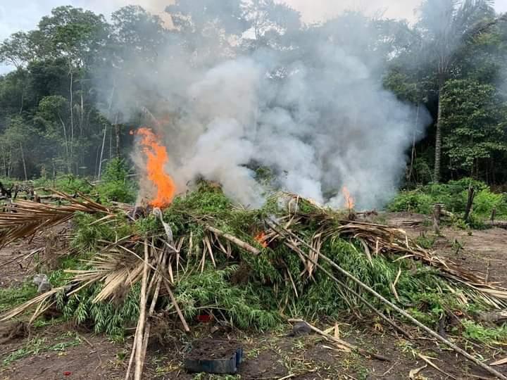 Companhia de Operações Especiais e Polícia Militar de Maués destroem plantações de maconha de narcotraficantes