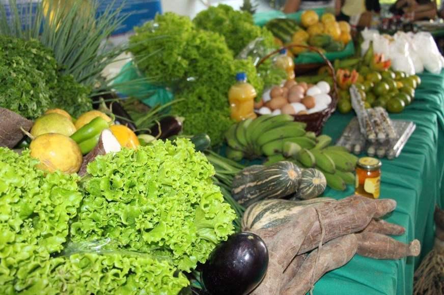 Câmara aprova PL que autoriza doação de alimentos para evitar desperdícios em Manaus