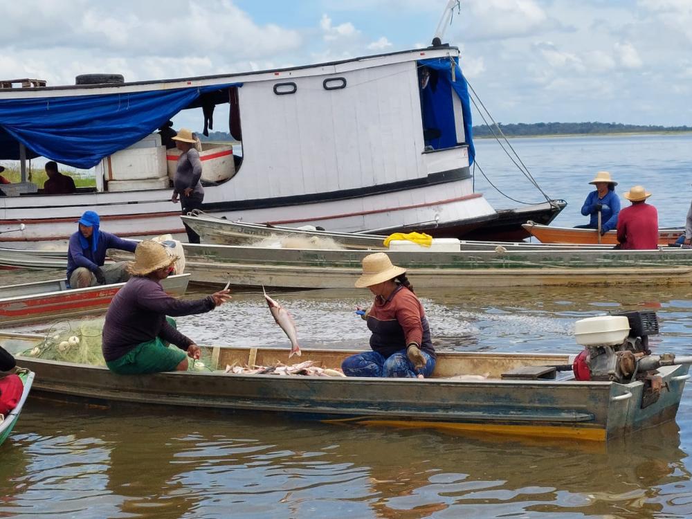 IDAM ACOMPANHA A PESCA MANEJADA DO MAPARÁ EM CAREIRO DA VÁRZEA 