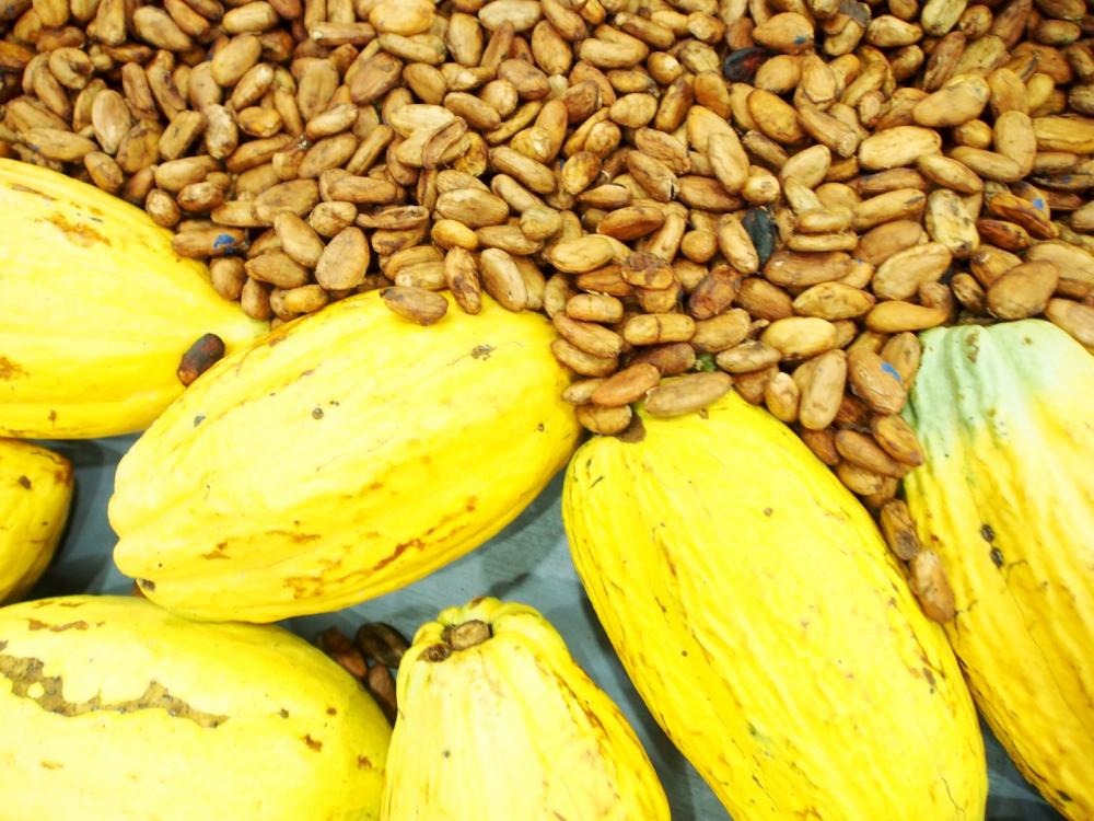 NO DIA MUNDIAL DO CACAU, ADS DESTACA A IMPORTÂNCIA DO CULTIVO DA FRUTA PARA O SUSTENTO DE FAMÍLIAS AMAZONENSES