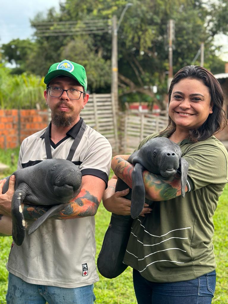 DOIS FILHOTES DE PEIXE-BOI SÃO RESGATADOS COM APOIO DA SEMA, EM PARINTINS   
