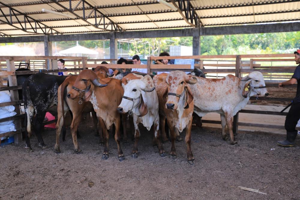 PORTARIA DA ADAF TORNA OBRIGATÓRIA DECLARAÇÃO DE TODAS AS EXPLORAÇÕES PECUÁRIAS DURANTE CAMAPANHAS DE VACINAÇÃO NO AM